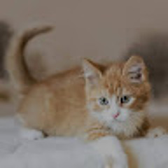 איאן איזראילוב