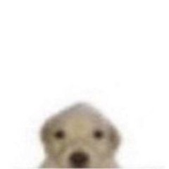 감쟈