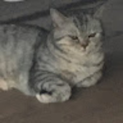 Terrible Cat