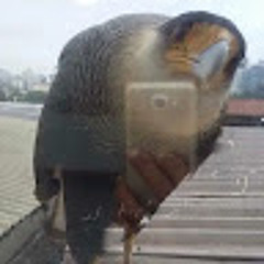 Денис Содома