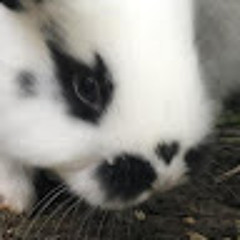 Руслан Карвацький