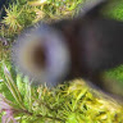 Bob
