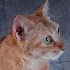 Razaka akbari