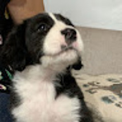 Record (online-voice-recorder.com)