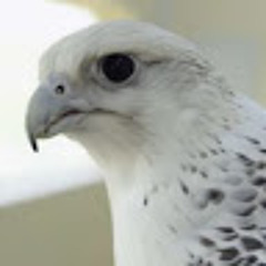 البادي