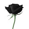 Black Rose
