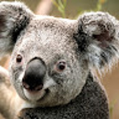 user233111108