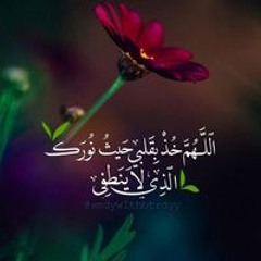 سكينه محمد