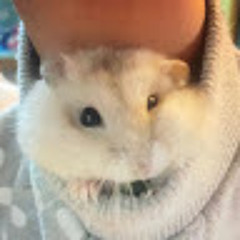 ざぶのん