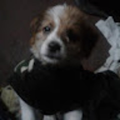 lilia cox sifuentes