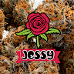 Jessy Shelton