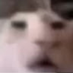 Afis ʕ ́•ᴥ•`ʔ