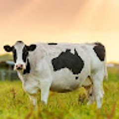 Polish Cow