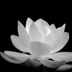 Dương Hoàng