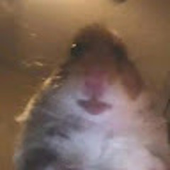 Gavin. Cat. sandoval