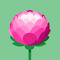 Pivoine