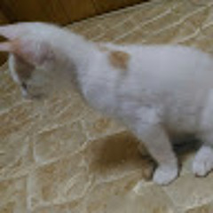 User 881406966