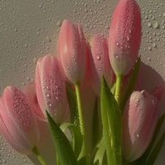عنودي الزدجالية