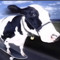 The Silly Cow