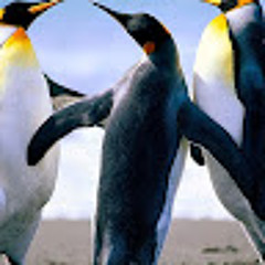 mms