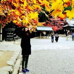 伊伊斯伊斯蘭武裝團體