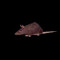 spinning rat