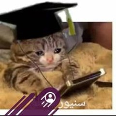 Nour Meshref