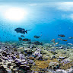 Tutoring Ocean