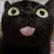 The Black Cat