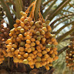 Alaa Alnafori
