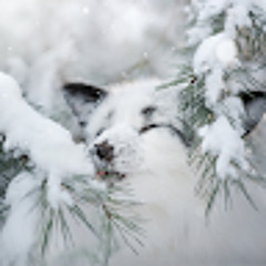 Антон Лёвин