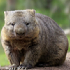i'm wombat