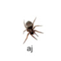 broimaspider777