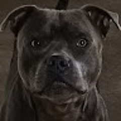 the lad that owns the house