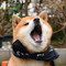 shibes