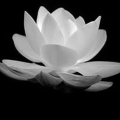 Thanh Dat