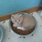Coco the Angel Cat