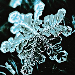 jimbongley Thumplydoo