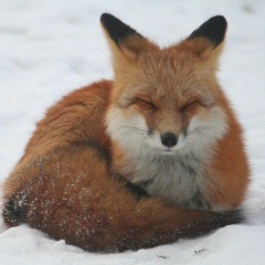 лишти