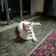 Retal Ahmed