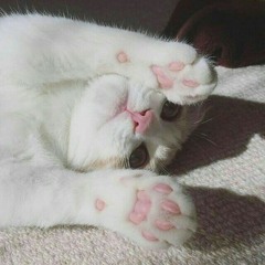 starmeow🐱✨