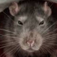 ratoxoxopodre