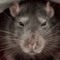 ratoxoxopodre