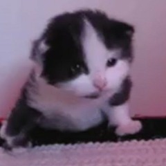 lil cat