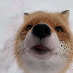 FoxPet