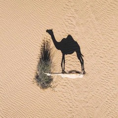 Nour A. Salam