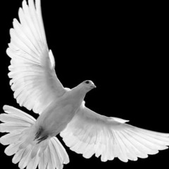 iHEAVEN