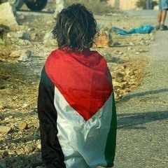 محمد محمود