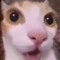파인리카