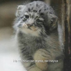 ᦓꫀ᥊ᥴꪮꪀꪀꫀᥴꪻ꠸ꪀᧁρꫀꪮρꪶꫀ